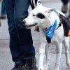 dog walk 2013-5057